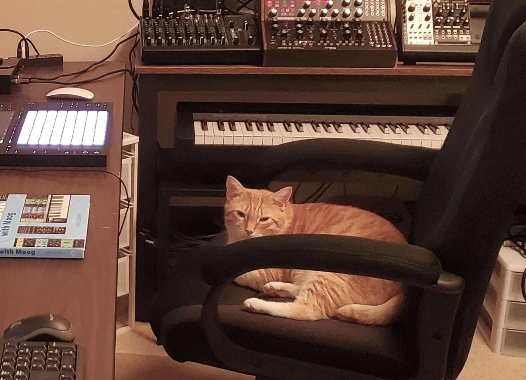 Roy the cat sitting at a synthesizer