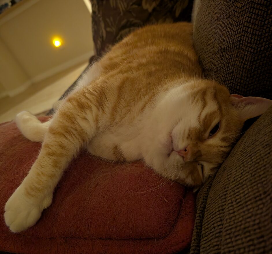 Roy the cat between musical masterworks